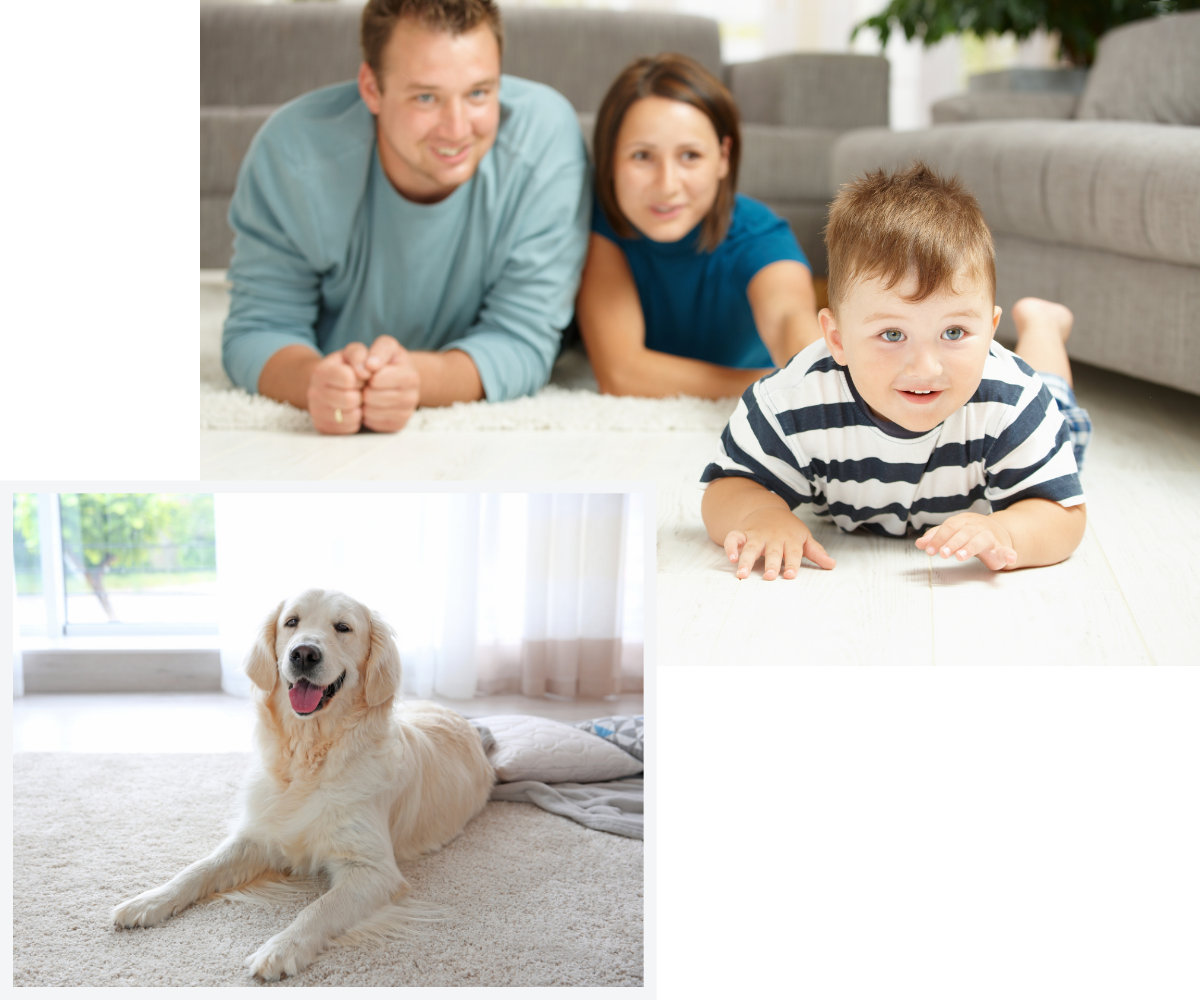 Professional Carpet Cleaning